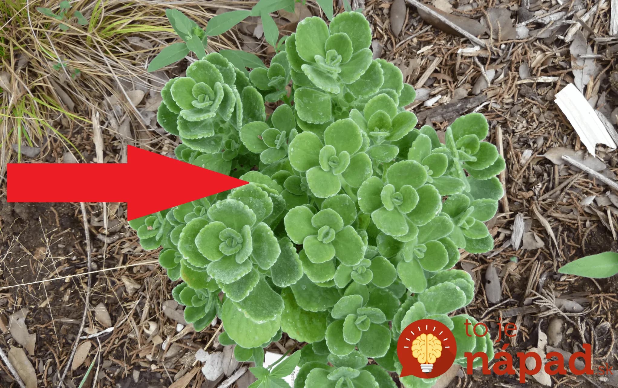 Zabudnite na nádchu, prechladnutie a drahé spreje do nosa: Dajte si do izby túto rastlinu!