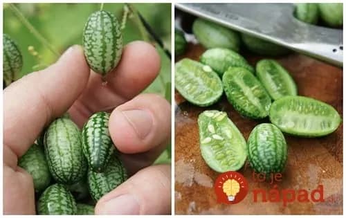 Táto mini-zelenina patrí medzi najzdravšie na svete: Neuveríte, ako jednoducho ju dopestujete vo svojej záhrade!