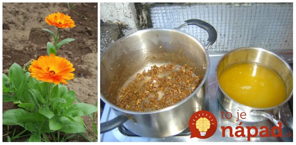 Zabudnete, čo je bolesť kĺbov a choroby: Drobný kvietok dokáže s vašim telom veci, o ktorých sa vám ani nesnívalo!