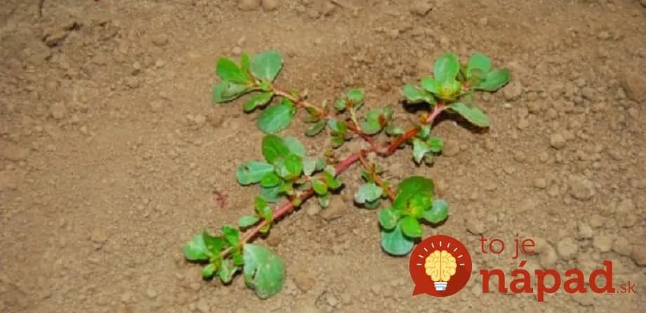 Ak hubíte burinu na chodníku alebo v záhrade, dobre si všimnite, či na pozemku nemáte aj túto rastlinu: Pod nohami vám rastie veľká vzácnosť!