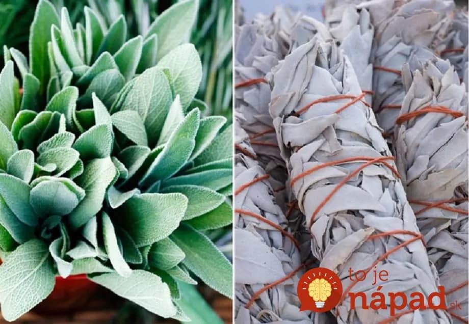 Liek na všetky neduhy, stačí sa poň len zohnúť: 14 úžasných využití šalvie, ktoré prekonajú všetky vaše očakávania!