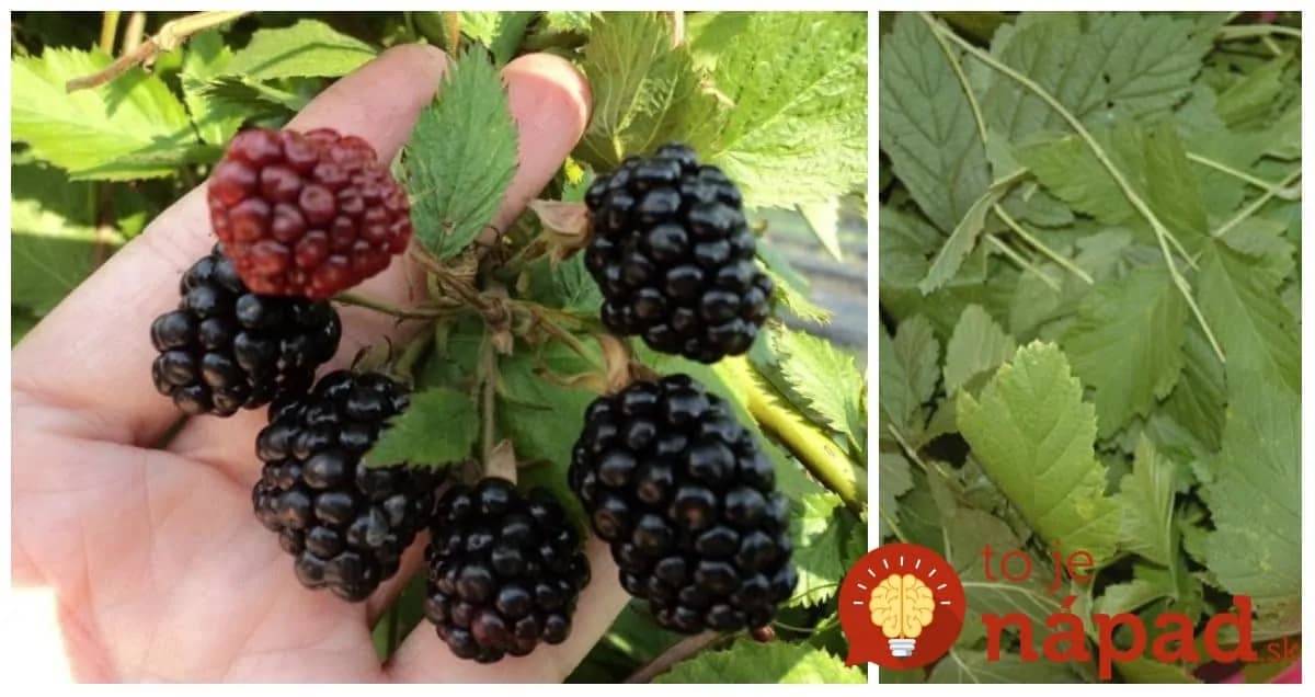 Vždy, keď idete do lesa na černice, natrhajte aj hrsť listov: Ide o neoceniteľnú radu a mal by ju poznať úplne každý!