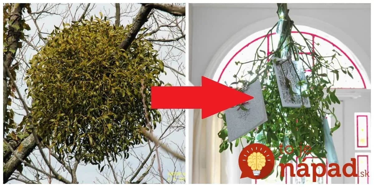 Starí rodičia ho mali vždy zavesené pod lustrom, nebolo však len na okrasu: Imelo je zázrak pre srdce aj pre ženy po 40-tke, musíte s nm ale spraviť túto vec!