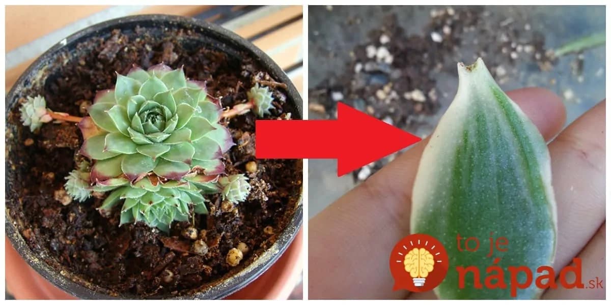 Zázrak zo skalky, na ktorý sa nechytá ani Aloe Vera: Jediný list z tejto rastliny vylieči zápal ucha, nádchu aj kurie oko!