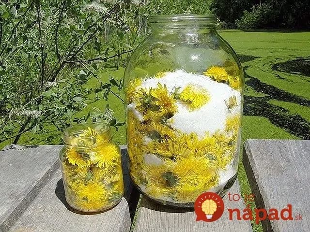 Elixír dlhovekosti a záchrana pre vašu pečeň: Tieto hlávky nájdete na každej lúke, natrhajte si ich a dajte po pohára, poraďte to aj vašim známym!