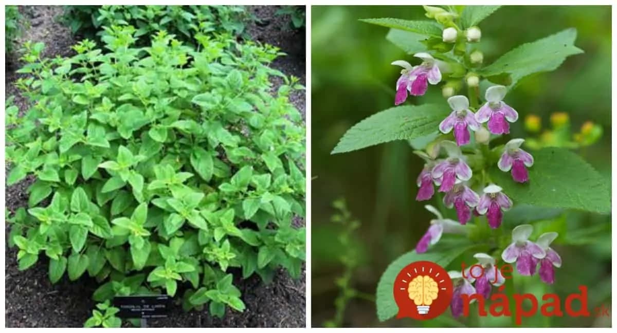 Stačí ju len odtrhnúť, zaliať a už zajtra môžete použiť: Táto rastlinka je zázrak na opary a vyrážky, má ohromnú silu!