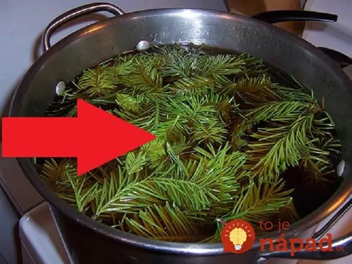 Stačí ich len natrhať a zaliať: Tento recept zo smrekového ihličia lieči reumu, tíši bolesť kĺbov a je záchrana pri kŕčoch!