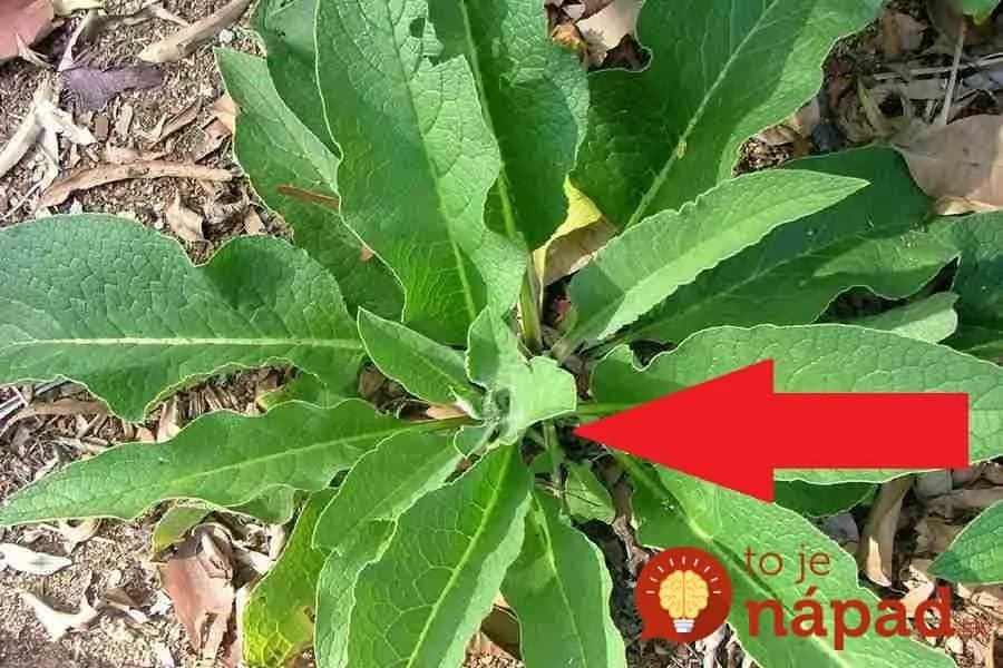 Zabudnite na plomby a boľavé ďasná: Najsilnejší liek na regeneráciu zubov máte priamo pod nosom!