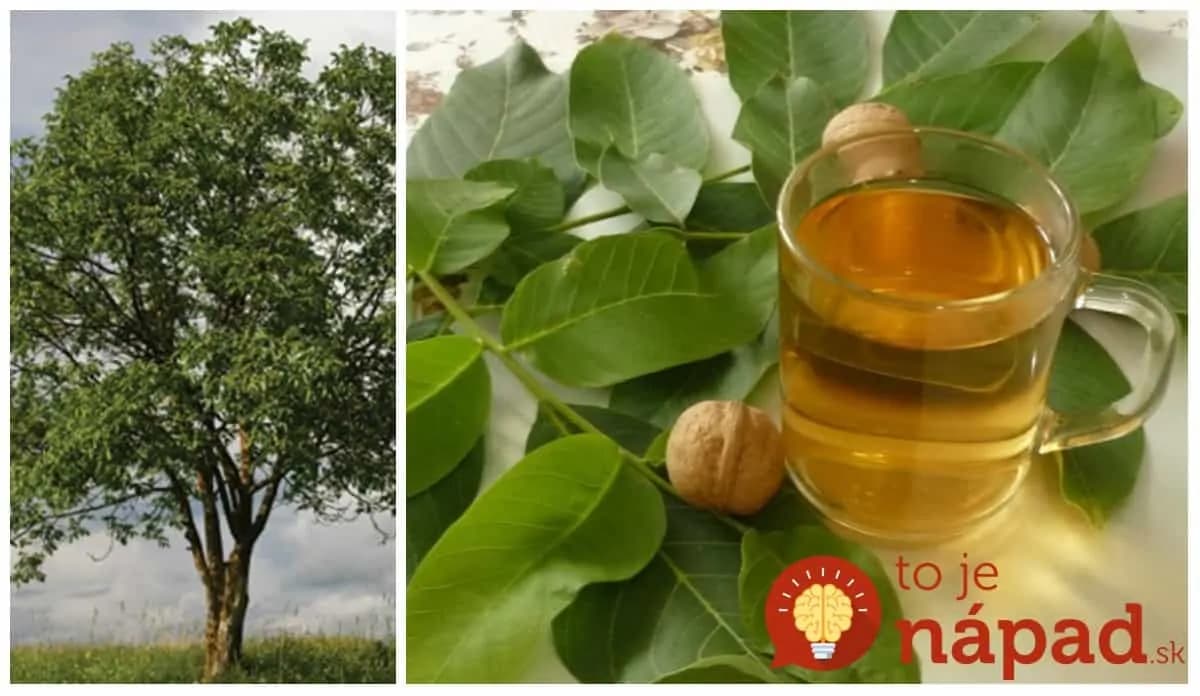 Orechový čaj vám zmení život: 21 liečivých účinkov, ktoré by mal poznať úplne každý!