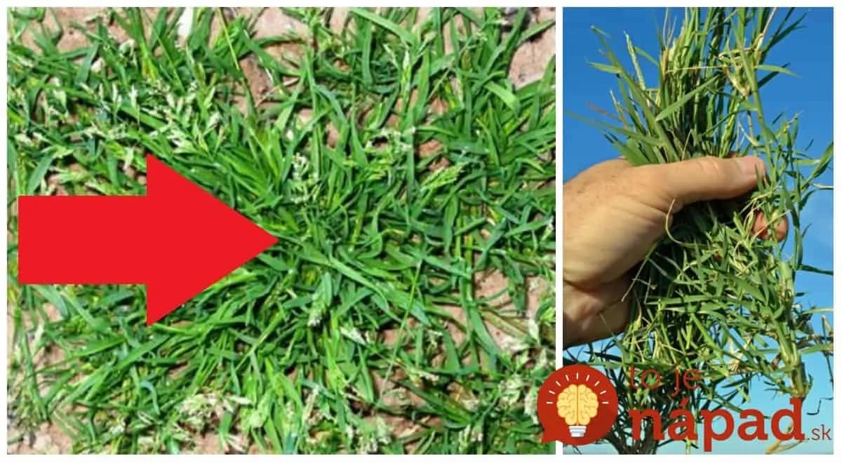 Keď ho vidíme v záhrade, chytáme sa za hlavu: Zalejte ho však obyčajnou Alpu a z tohoto účinku bude jasať každý, koho bolia kĺby!