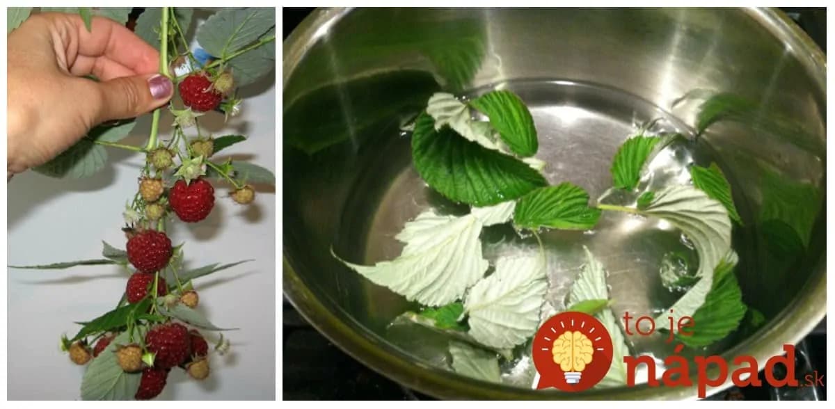 V máji majú najväčšiu silu: Odtrhnite si tento mesiac pár malinových listov a len zalejte – toto je najlepší pomocník každej ženy!