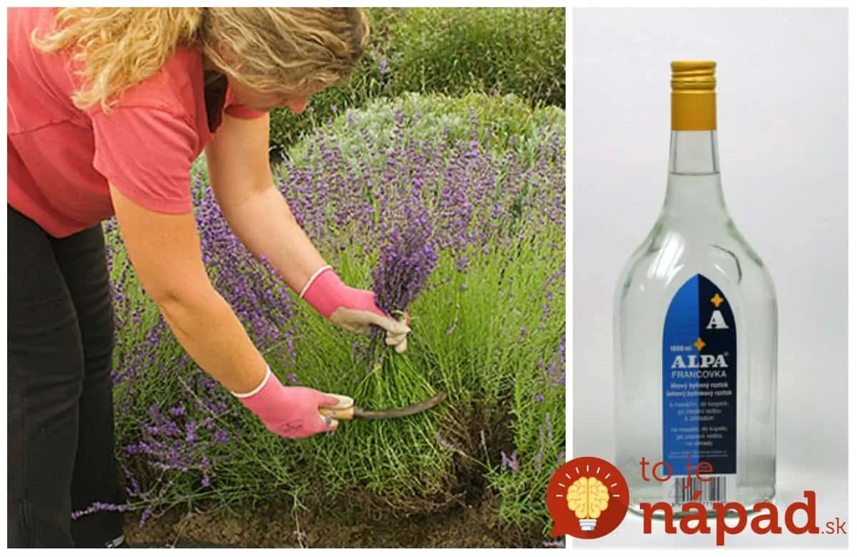 Keď sa strihala levanduľa, moja teta vždy zaliala hrsť kvetov obyčajnou Alpou a nechala stáť: Najlepší pomocník do každej rodiny!