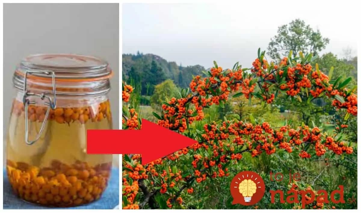 Tieto oranžové guličky neprehliadajte: Stačí ich pár natrhať a zaliať olejom – sibírsky zázrak nielen na imunitu!