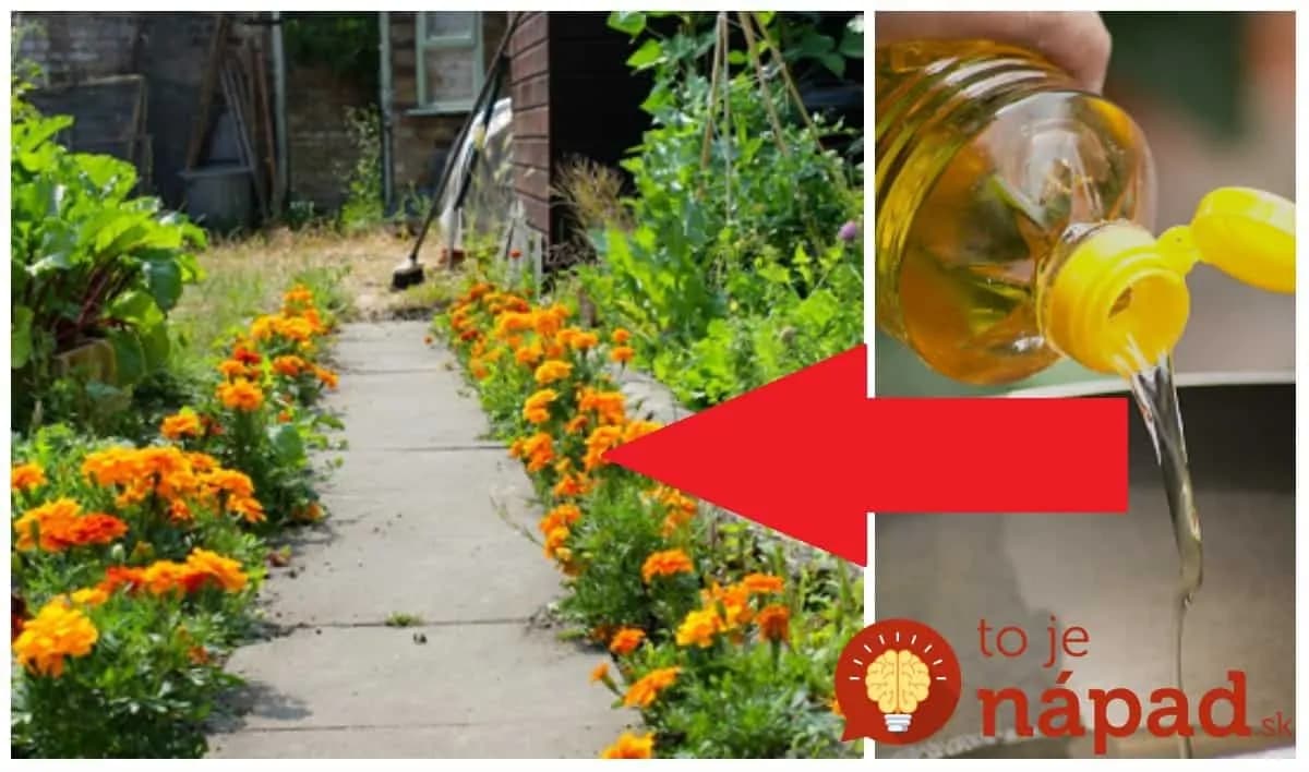 V lete dávala starká tieto kvietky do pohára s olejom: Mám už po 60 a radím to každému rovesníkovi aj oveľa mladším!