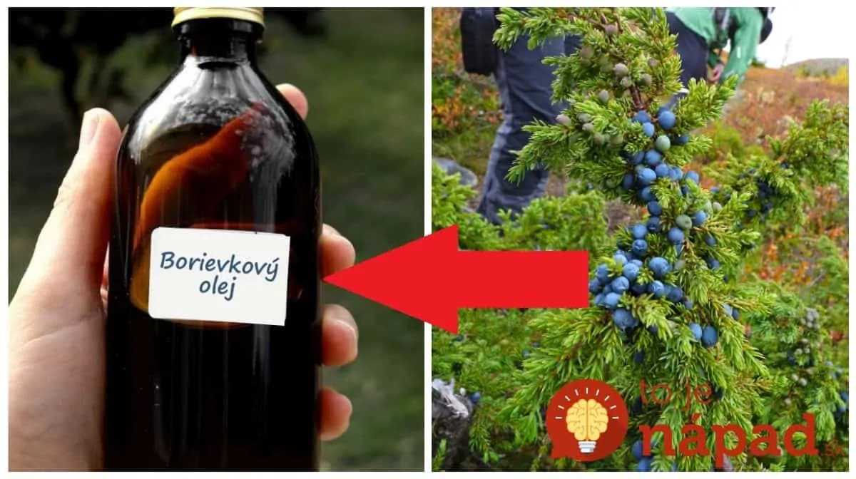 Vždy v lete odtrhla mama 10 borievok a zaliala ich olejom: Kto pozná tento recept, nevie čo sú boľavé zuby, kŕče a nespavosť!
