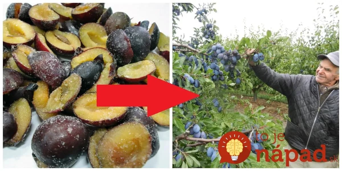 Toto by mal práve v týchto dňoch vedieť každý: Tušíte, čo dokážu slivky, keď ich dáte len na 12 hodín do mrazničky?