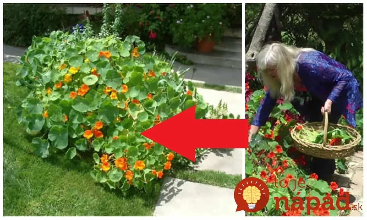 Na jeseň dávala starká tieto kvietky do pohára s octom: Radím to každému – väčšia sila ako penicilín a máte ich pod nosom!