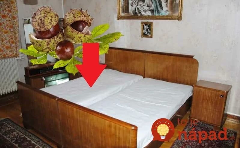 Úžasný dôvod, prečo si náš dedo vždy na jeseň dával pod vankúš pár gaštanov: Skúste to dnes, keď pôjdete spať!