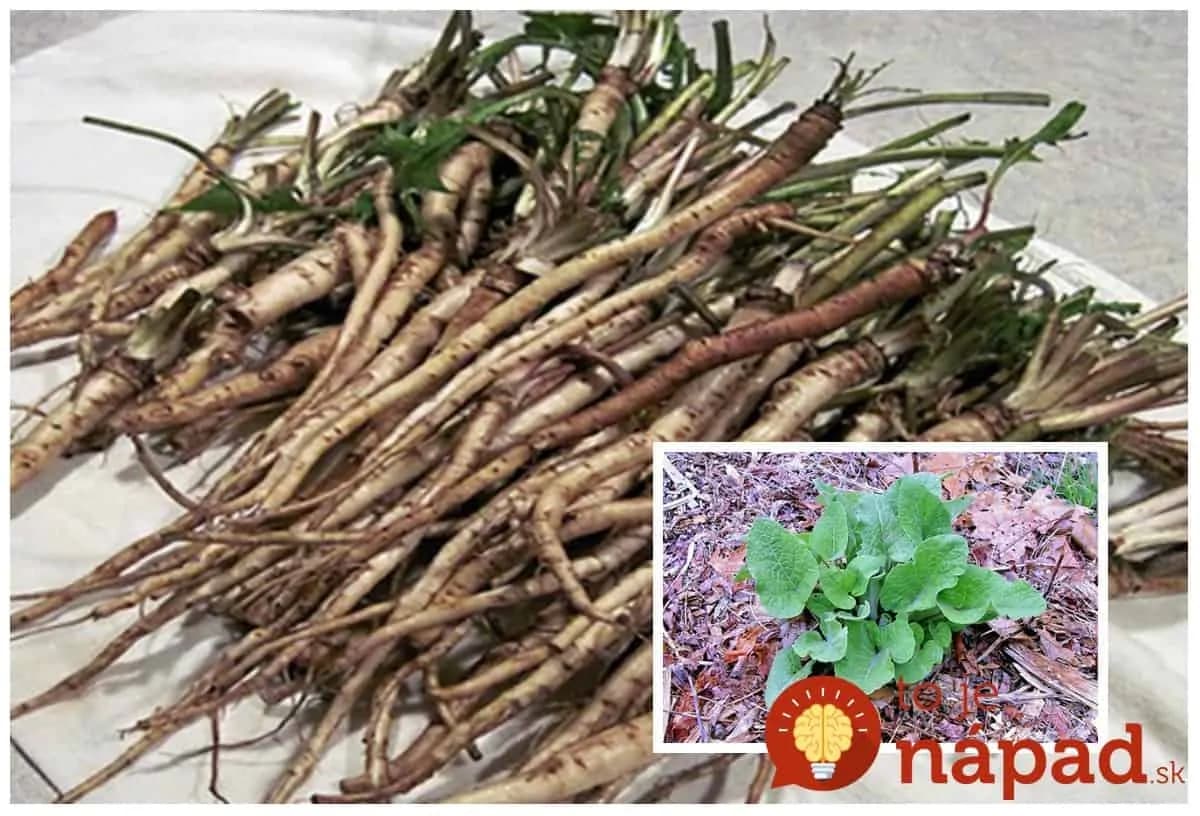 Na jeseň má najväčšiu silu: Vyberte zo zeme koreň lopúchu a len zalejte – najlepší pomocník pre vás aj vášho muža!