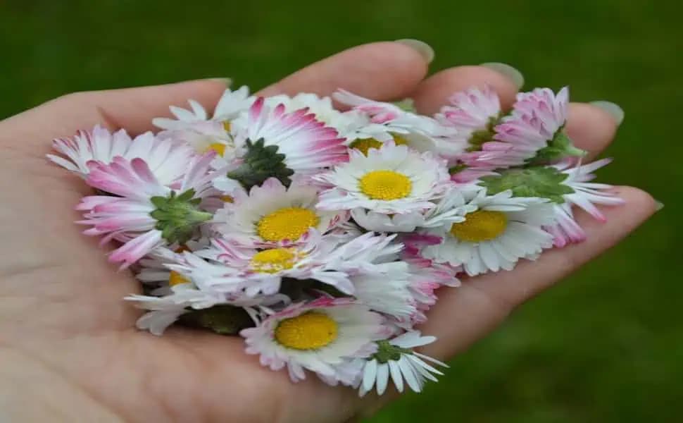 Sedmokráska znižuje hladinu cukru v krvi, čistí pečeň a chráni bunky pred rakovinou!