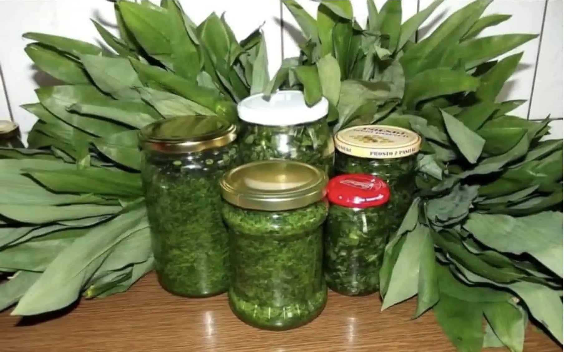 Po medveďom cesnaku sa chudne za pár dní: Spravte s ním toto a máte bleskový detox a rozpúšťač tukov v jednom!