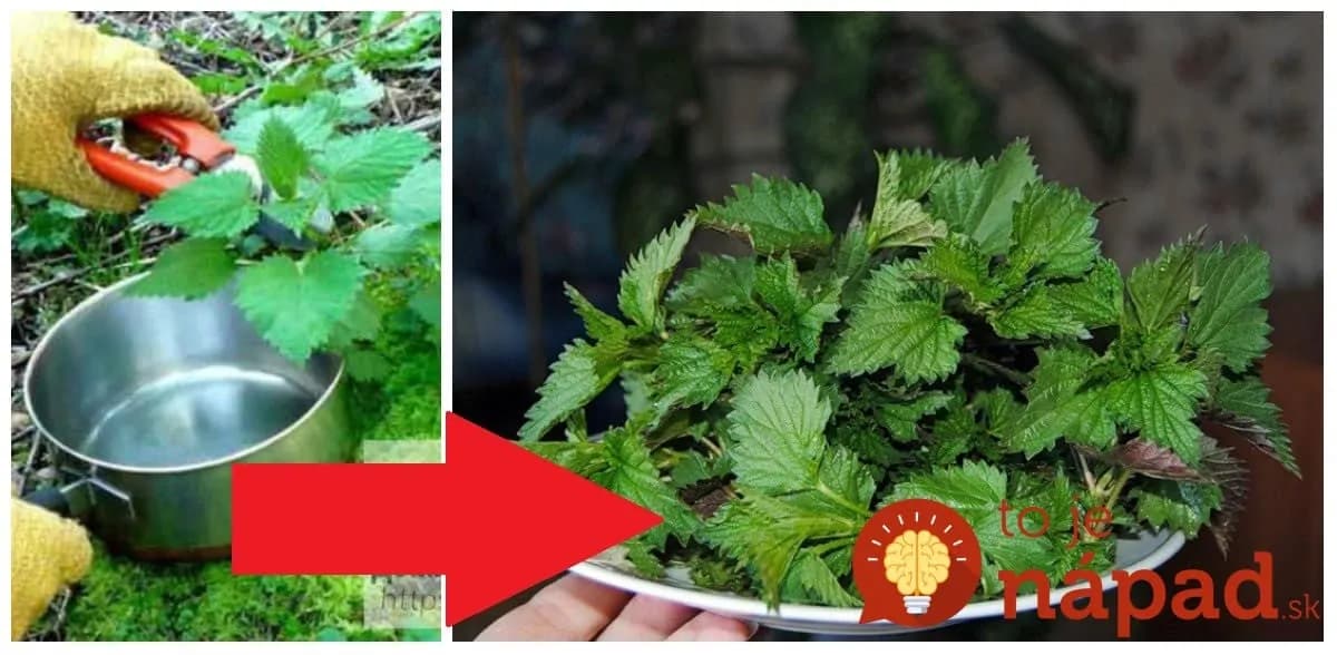 Nerobte z nej len čaj, toto by mal na jar vedieť každý: 10 spôsobov, akými vás žihľava vylieči a to úplne zdarma!