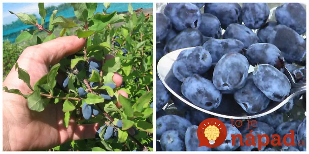 Raz zasadíte a bude vám rodiť 50 rokov: Kamčatská čučoriedka – dar pre zdravie aj vašu záhradu!