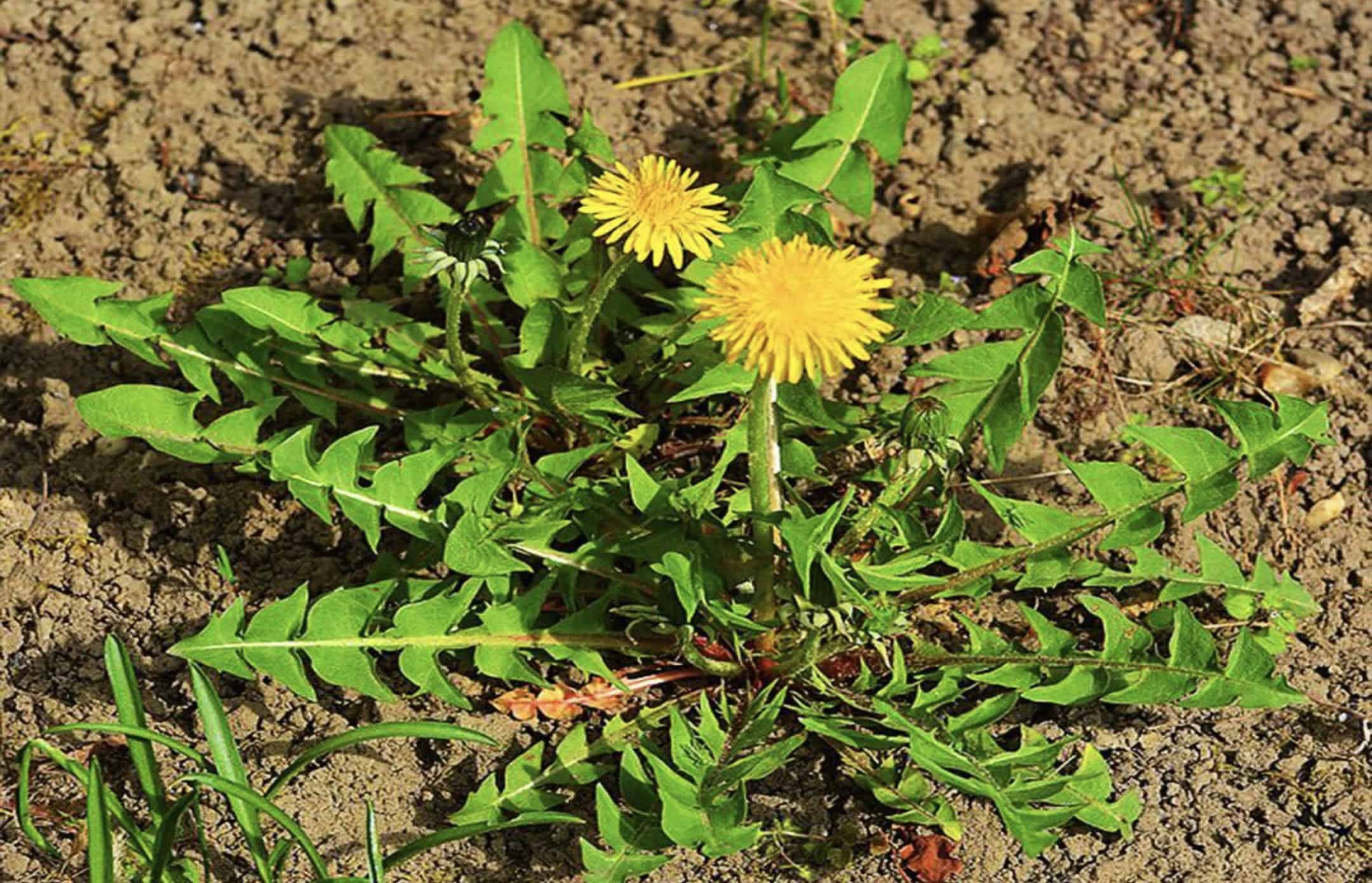 Sú protirakovinové, protizápalové a práve teraz rastú na každej lúke: Dôvod, prečo by si mal púpavu počas jari nazbierať každý!