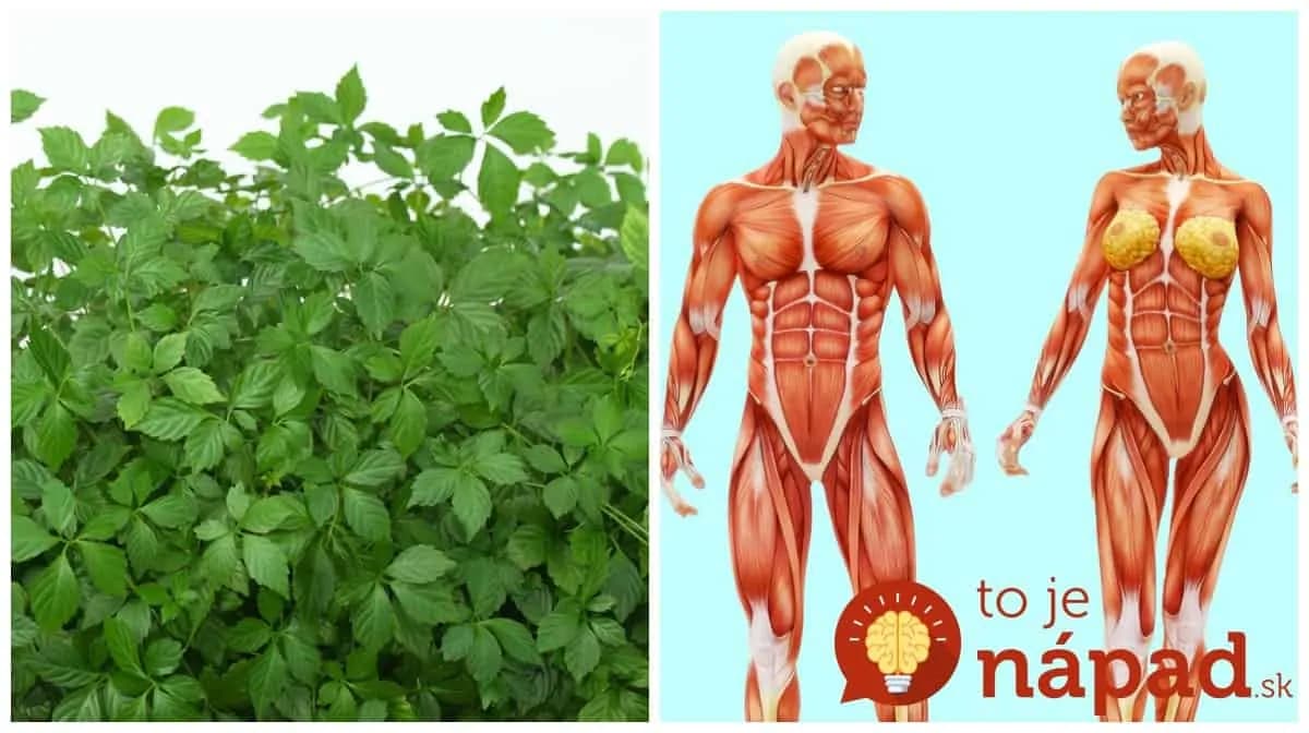 Volajú ju bylina nesmrteľnosti či elixír života: Najliečivejšia rastlina na svete, máte ju doma aj vy?