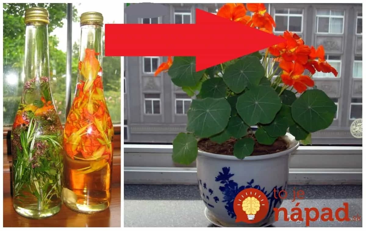 Je to väčšia sila ako cesnak a zázvor: Mama si na parapete pestuje najsilnejšie prírodné antibiotikum – poklad do každej rodiny!