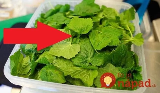 Dôvod, prečo vždy v júni trhám listy čiernej ríbezle: 14 úžasných účinkov, ktoré vyvážia zlatom v každej rodine!