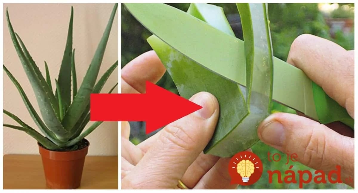 To by mal vedieť každý, kto ju má: Tušíte, čo dokáže list Aloe Vera, keď ho dáte do mrazničky len na 12 hodín?