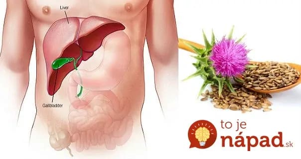 Toto dokáže zachrániť pečeň a tým aj zdravie: Existuje len jedna rastlina s týmto zázračným účinkom – zberá sa na jeseň!