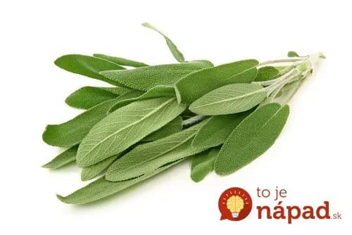 Tieto listy dobre pozná každý: Ľudia však netušia, čo všetko v skutočnosti dokážu – 14 fantastických účinkov!