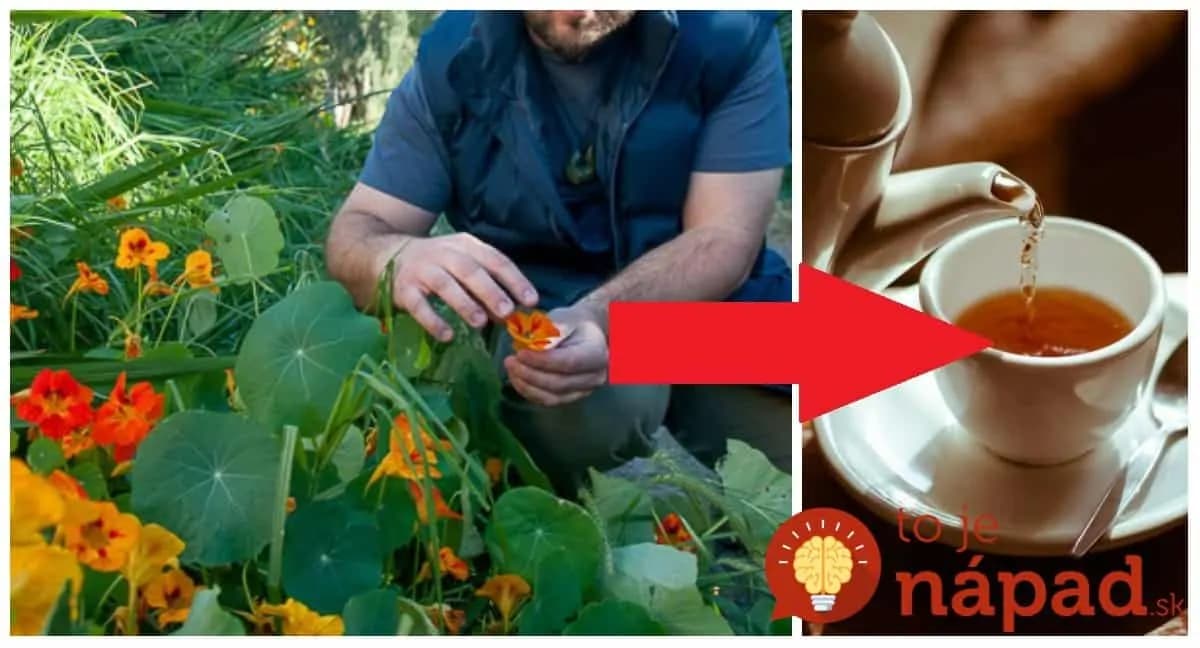 Čaj z kapucínky vám zmení život: Zbohom antibiotiká aj kašeľ – 19 liečivých účinkov, ktoré by mal poznať každý!