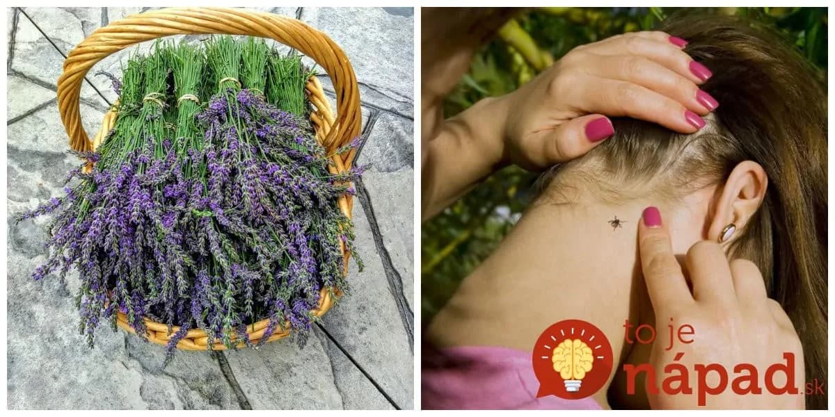 Nedávajte ju len do voňavých kytičiek: 19 neobvyklých využití levandule, ktoré by mal poznať každý, kto ju pestuje!
