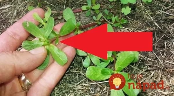 Túto burinu na záhrade neničte: Záchrana pre kosti, cievy aj imunitu – je dokonca lepšia ako rybí olej!