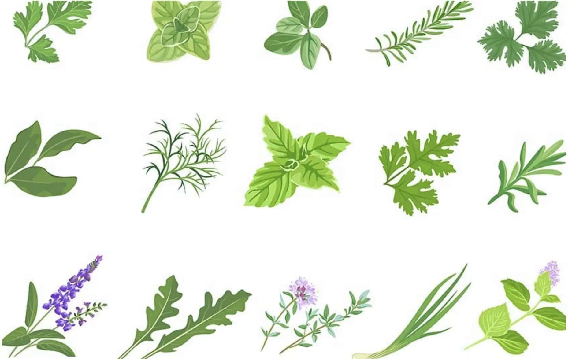 Na každú chorobu existuje bylinka, hovorí staré príslovie: Tieto vám v tomto období pomôžu najviac!