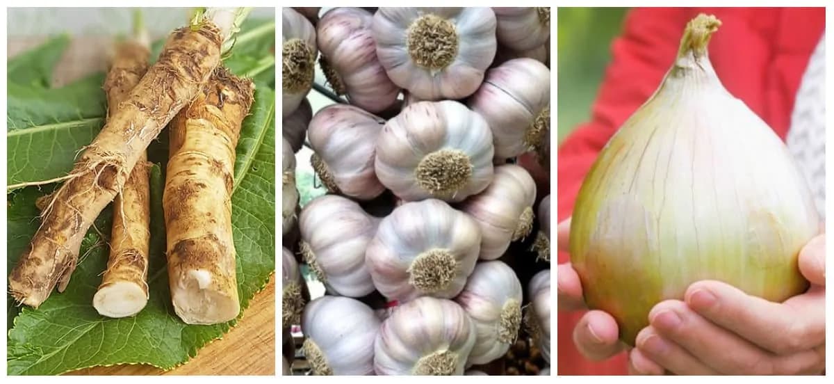 Cesnak likviduje vírusy, cibuľa zaberá na kašeľ a chren zastaví nádchu: Zabudnite na drahé lieky z lekárne, toto je najsilneší trojboj proti chorobám!