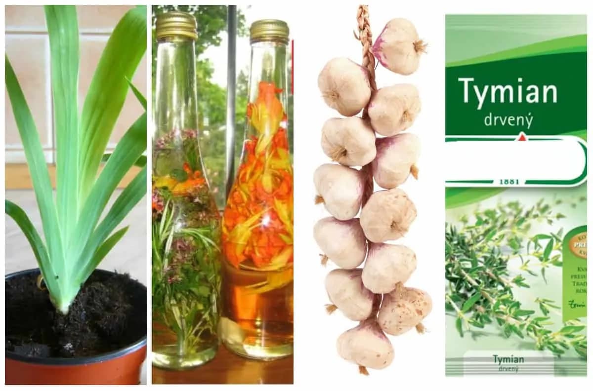 Najsilnejší zabijaci chorôb: 9 mocných prírodných antibiotík, na ktoré sme kvôli liekom z lekárne takmer zabudli!