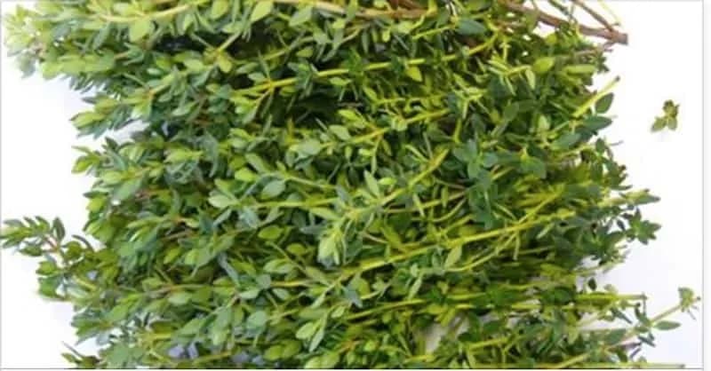 Ak ju máte v kvetináči, rýchlo si ju namnožte: Najlepšia rastlina na bolesti žalúdka, hnačku, artritídu, bolesť hrdla, či chrípku!