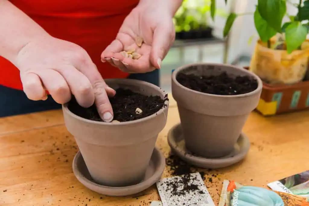 Moja mama si na parapete pestuje najsilnejšie prírodné antibiotikum: Je to väčšia sila ako cesnak a zázvor! !