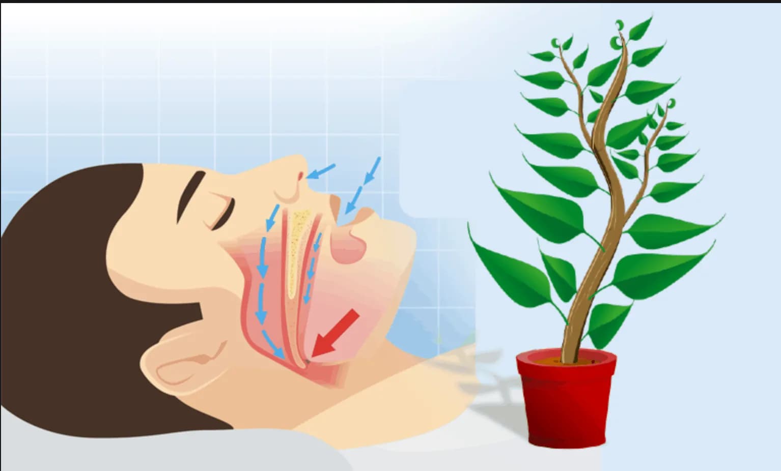 9 zázračných izboviek, ktoré vyčistia vzduch, uvoľnia dýchacie cesty a pomôžu k lepšiemu spánku: Dajte si ich do spálne!