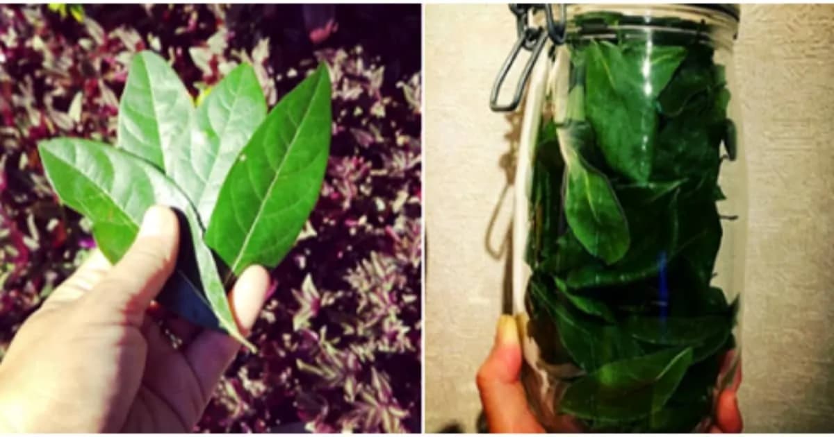 Bokový list má neuveriteľnú silu: Pomôcť dokáže pri týchto 16 závažných problémoch!