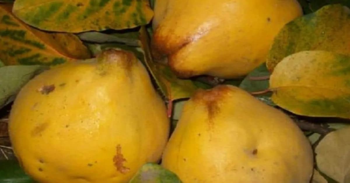 Naše babičky ju dávali do kapusty, aj do džemu, no dnes je toto ovocie skoro zabudnuté a nedocenené: Dula nielen chutí, ale aj lieči!