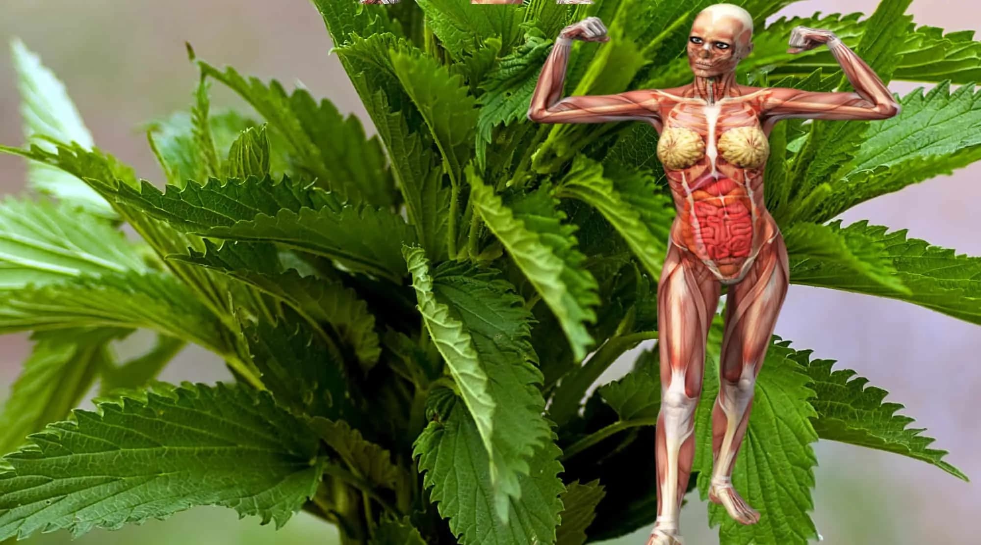 Najsilnejšia očista za 21 dní: Dá do poriadku pečeň, alergie a vaša tvár omladne – sila a nestojí nič!