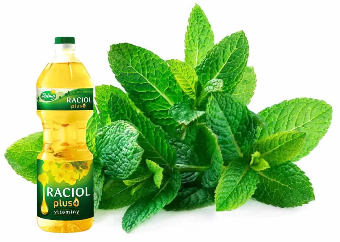 Pár hrstí mäty zalejte olejom a zapamätajte si tento recept na celý život: Najväčšia pomoc na boľavé nohy, migrénu a prechladnutie!