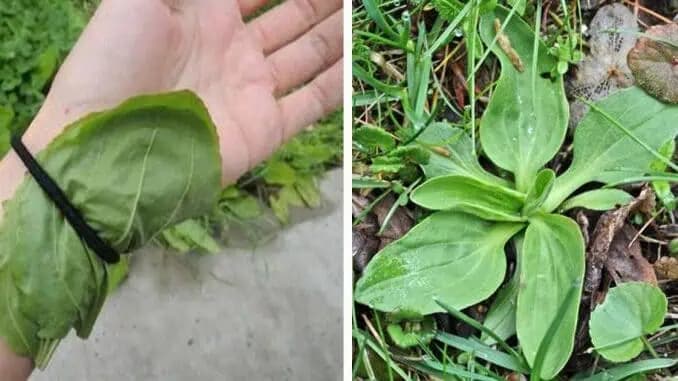 Lacný liek našich babičiek, ktorý je rokmi overený: Pomôže s kŕčovými žilami, opuchmi, vyrážkami a je výborný aj proti kašľu!