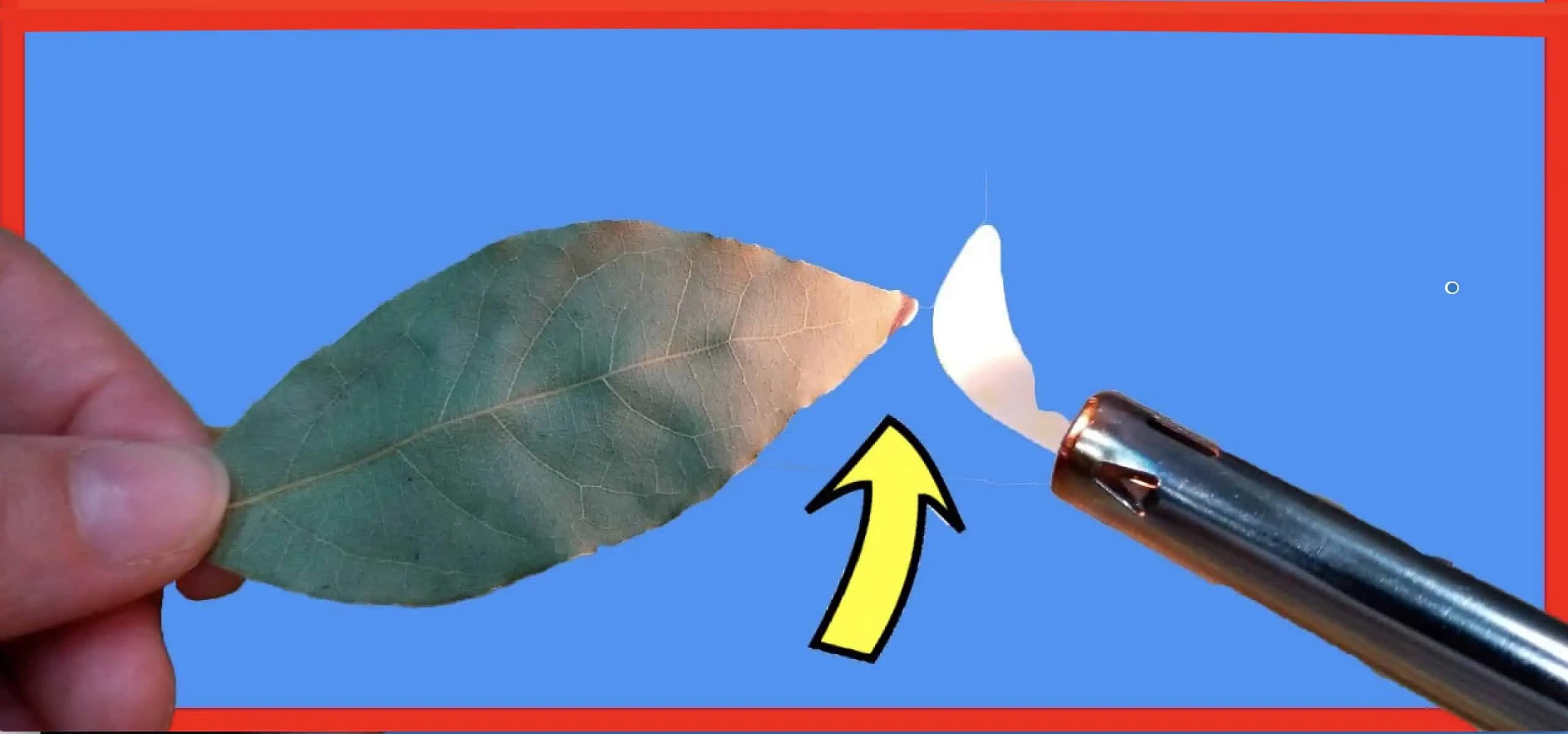 Ak v izbe zapálite bobkový list, budete prekvapení, čo sa stane už o 5 minút: Ten účinok je na nezaplatenie!