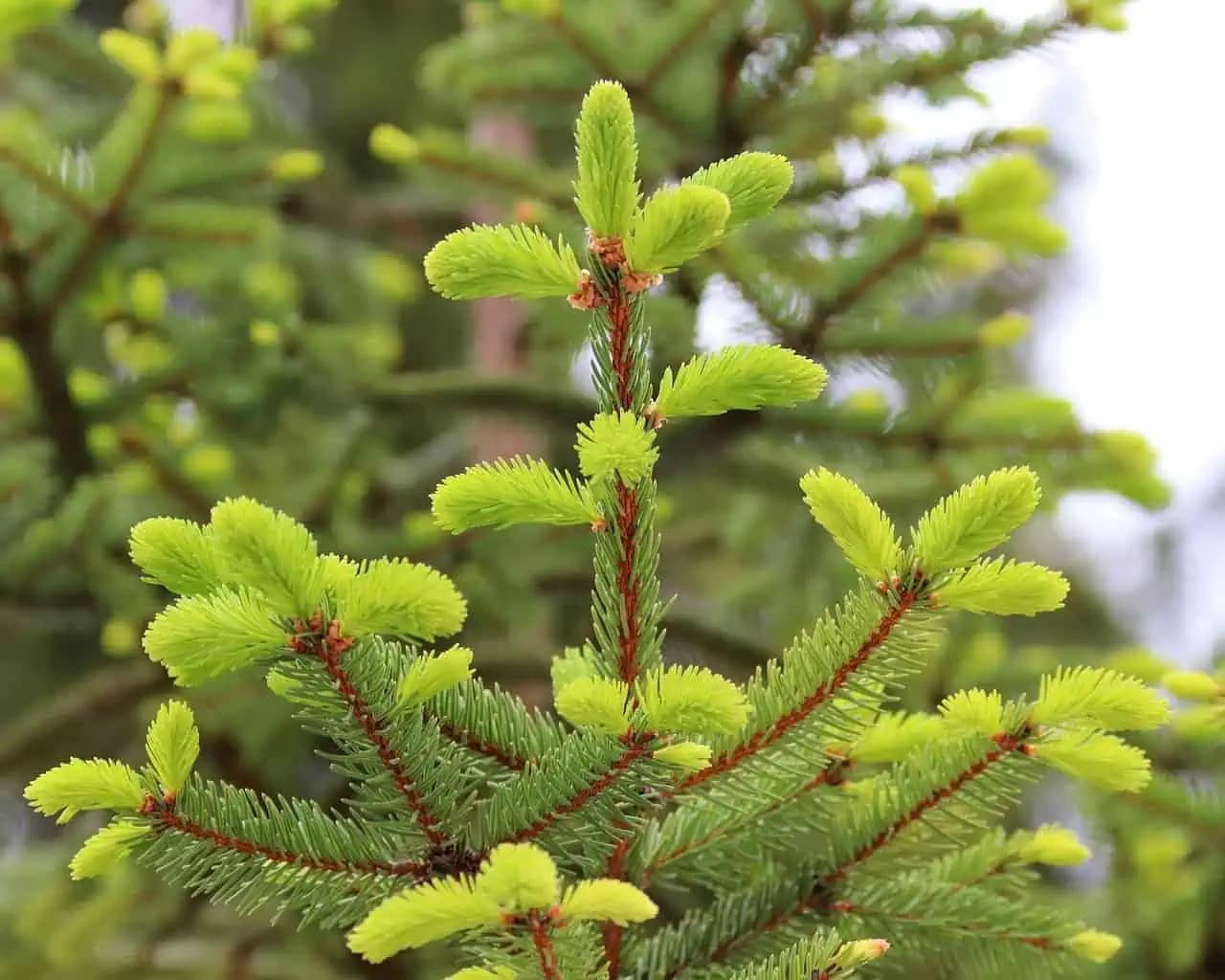 Vetvičky jedličky sú hotový zázrak pre zdravie: Pripravte si sirup a zbavíte sa dýchacích ťažkostí, aj kašľa ako šibnutím čarovného prútika!
